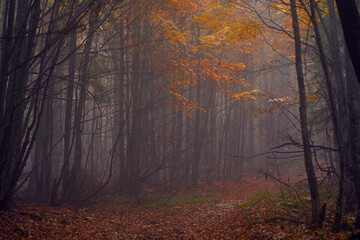 Wall Mural - Cold November in the forest