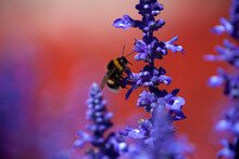 Closeup Of A Bumblebee In A Field Of Purple Salvia