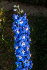 Candle Larkspur (Delphinium x elatum) in garden