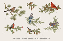 Winter Birds. Set. Tit, Robin, Jay, Blue Jay, Bullfinch, Bluebird, Red Cardinal. Botanical Vector Vintage Illustration. Colorful