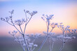 The bush is covered with hoarfrost. Cold winter morning. Wallpaper. Beautiful sunset background. Cool frosting texture