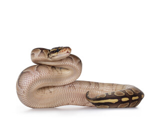 Aufkleber - Baby butter Ballpython aka Python Regius, upright showing belly. Isolated on white background.