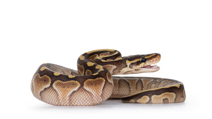 Fototapete - Baby butter Ballpython aka Python Regius, head up and mouth open to bite. Isolated on white background.