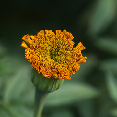 Wall Mural - Marigolds shades of yellow and orange, Floral background