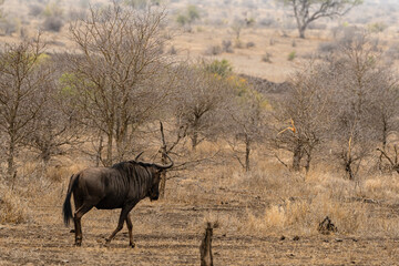  Kruger National Park
