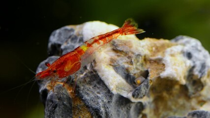 Sticker - Shrimp in freshwater aquarium. Neocaridina davidi or Rili shrimp.
