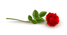 Realistic Red Rose Lying On White Background. Vector Illustration