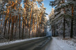 road forest snow frost pine winter