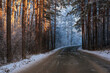 road forest snow frost pine winter
