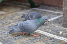 Pigeons Walking On Pavement In European City