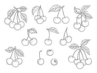 Wall Mural - cherry set. hand drawn natural healthy fruits vector illustrations set. sweet branch vitamin, natura