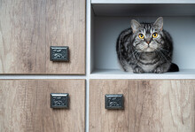 Funny Pets. Cat Sitting In The Closet. Closeup Portrait. Cats Love To Hide In Secluded Places. Find A Cat Concept.