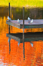 Seagulls On Jetty In Lake In Park.