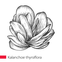 Hand Drawn Sketch Of Kalanchoe Thyrsiflora Or Paddle Plant Succulent In Black Isolated On White Background. 