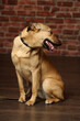 brown mongrel happy dog in studio