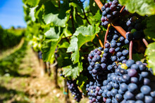 Blue Merlot Grapes In Green Vineyard