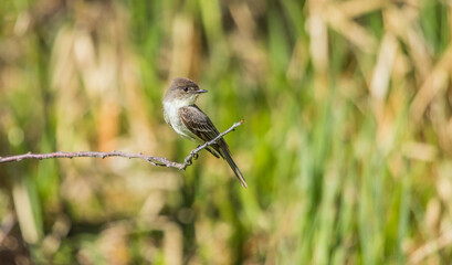 eastern Phoebe flycatcher on branch