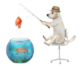 Wall Mural - A dog in a straw hat is fishing from an aquarium ball. He caught a gold fish. White background. Isolated.