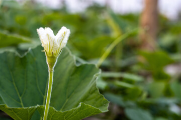 White bottle gourd flower with green leaves inside the agriculture farm on the bamboo loft