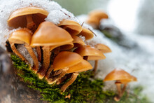 Mushrooms In The Snow - Winter Landscape 
