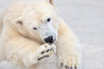 Wall Mural - polar bear in the snow