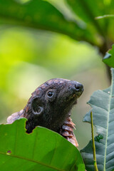 black-bellied pangolin, central african republic