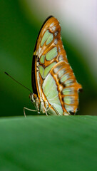  Pastel Butterfly
