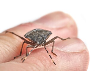 stink bug on human hand