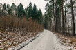 Zimowa droga prowadząca przez las