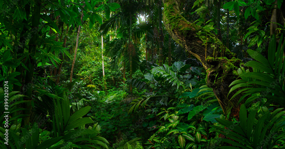 Tropical jungles of Southeast Asia in august - obrazy, fototapety, plakaty 