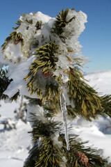 Poster - arbre gelé