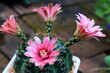 Beautiful pink blooming desert cactus flowers in four directions.