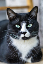 Portrait Of A Street Black White Cat