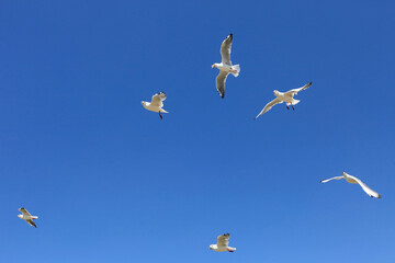 White seagull birds fly in the blue sky