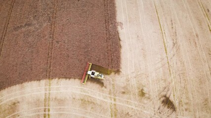 Wall Mural - Aerial video flying over harvesting oilseed rape in autumn field. Harvester combine in a cloud of dust glowing from the setting sun. Aerial top view