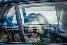 Cute Big Dog With Tongue Out In Hot Weather Locked In A Car On Parking Spot