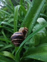 snail on a leaf