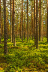 Wall Mural - Beautiful and lush green pine forest in summer sunlight