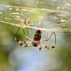 spider on the web