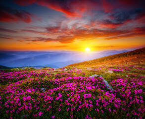 Wall Mural - attractive scene with flowering hills illuminated by the sunset.