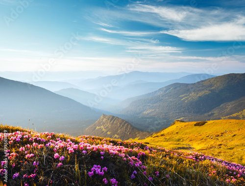Fototapete - Awesome summer scene with pink rhododendron flowers on a sunny day.