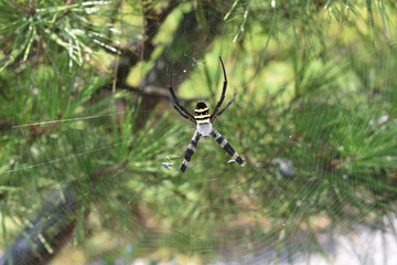 spider on a web
