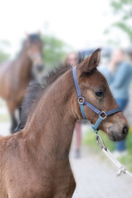 Dark Brown Foal Head, With A Halter, In Side View. In Front Of The Mother Horse