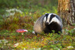 Adorable european badger, meles meles, sniffing in the middle of mountain cranberry moorland during golden hour. Cute badger and mushroom. Forest nocturnal animal out of its hole on sun.