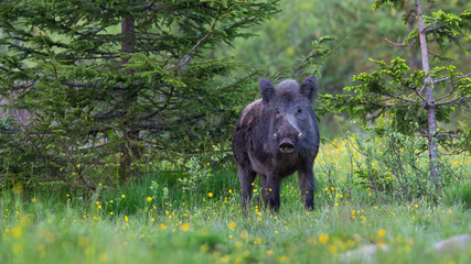 Wall Mural - wild boar, sus scrofa, standing in forest in summertime nature. brown hog looking to the camera in w