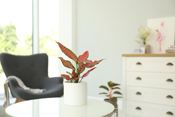 Poster - Beautiful houseplant on table in room, space for text