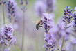 Pollination with bee and lavender with sunshine, sunny lavender.