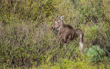 Fototapeta Sawanna - fall moose in rut