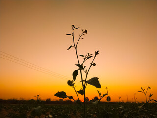 Wall Mural - mustard plants against sunset with yellow colour sky