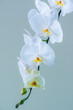 © Maki Company Limited/Stocksy - White orchid isolated on white
